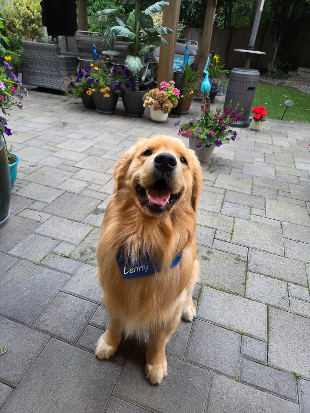 Pet Bandanas