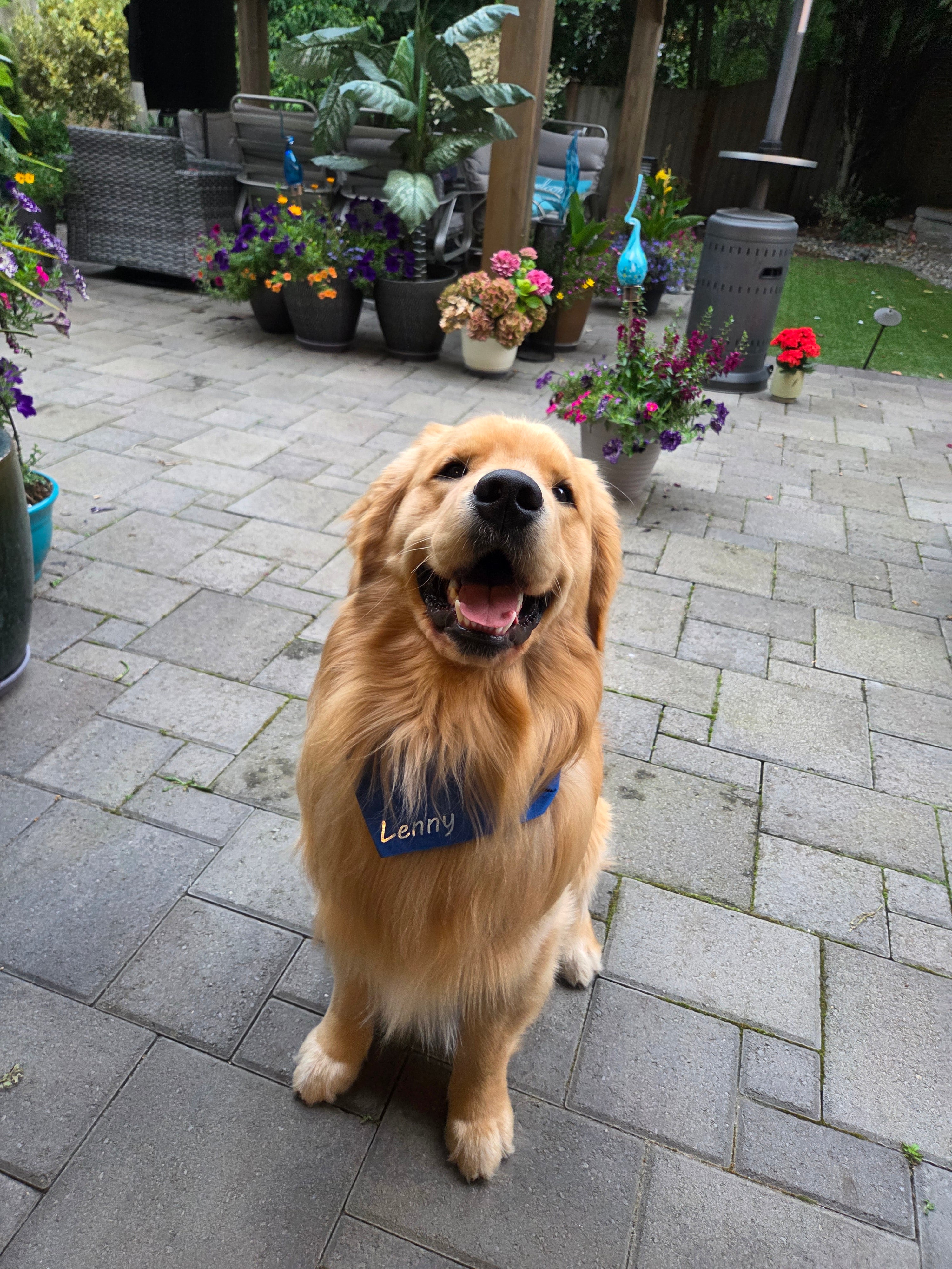 Pet Bandanas