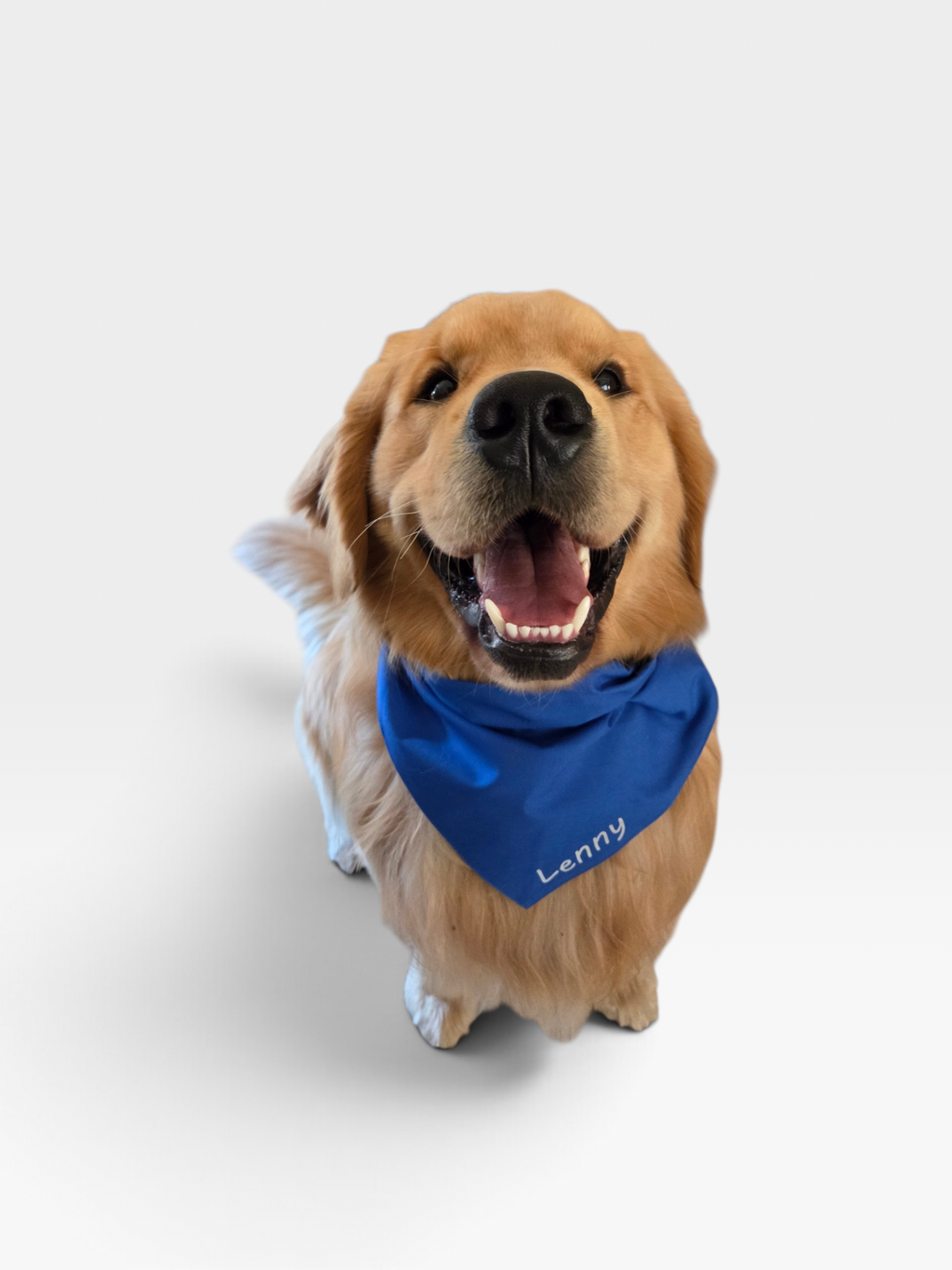 Pet Bandanas