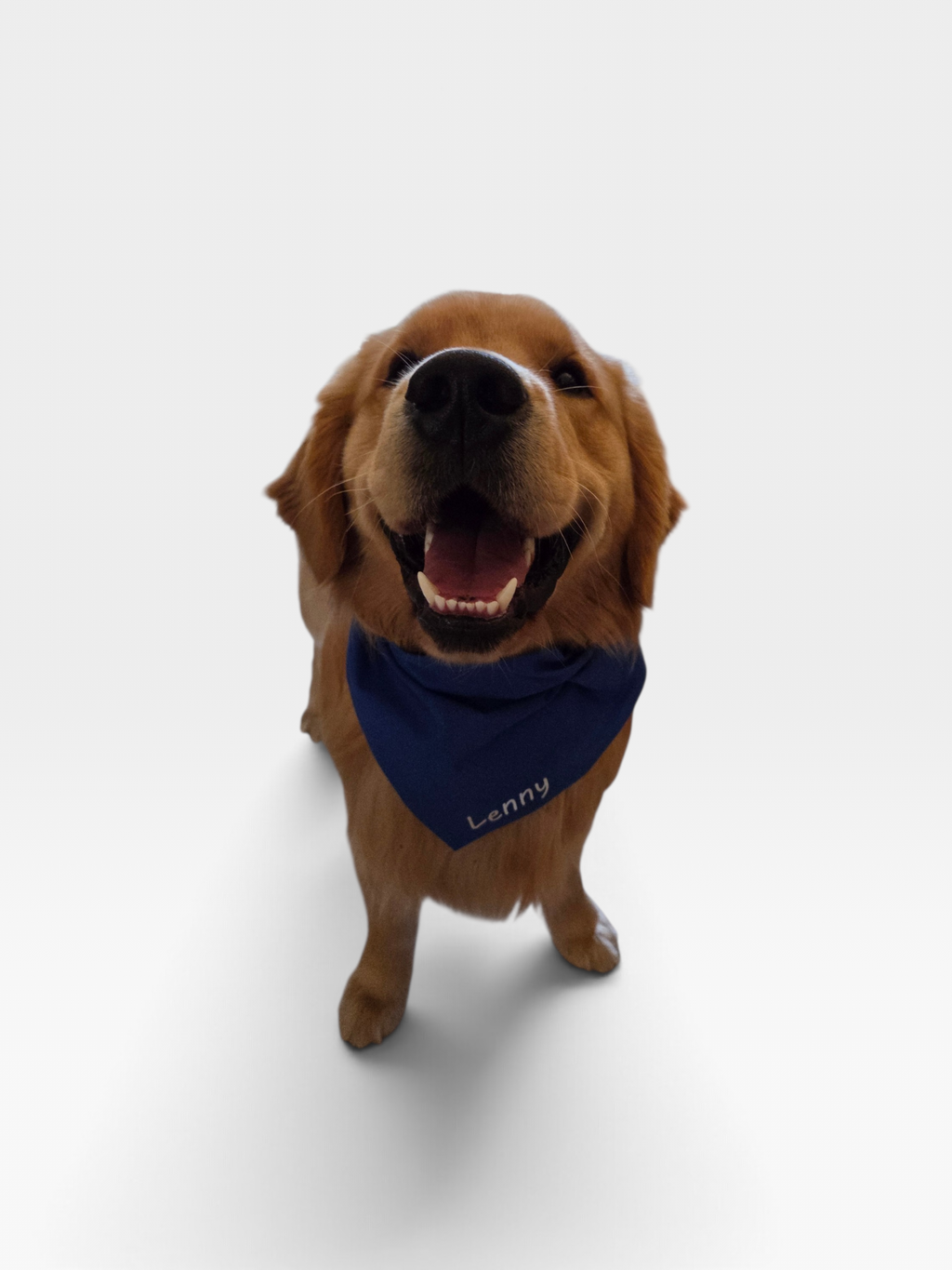 Pet Bandanas